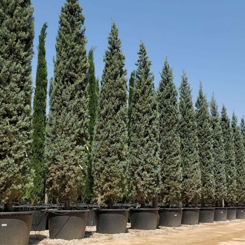 Buy Conifers and Pines Spain ifplants