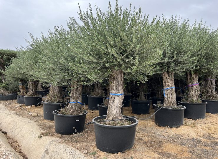 Olea europaea - bonsai - 80-100 - 285L - 23