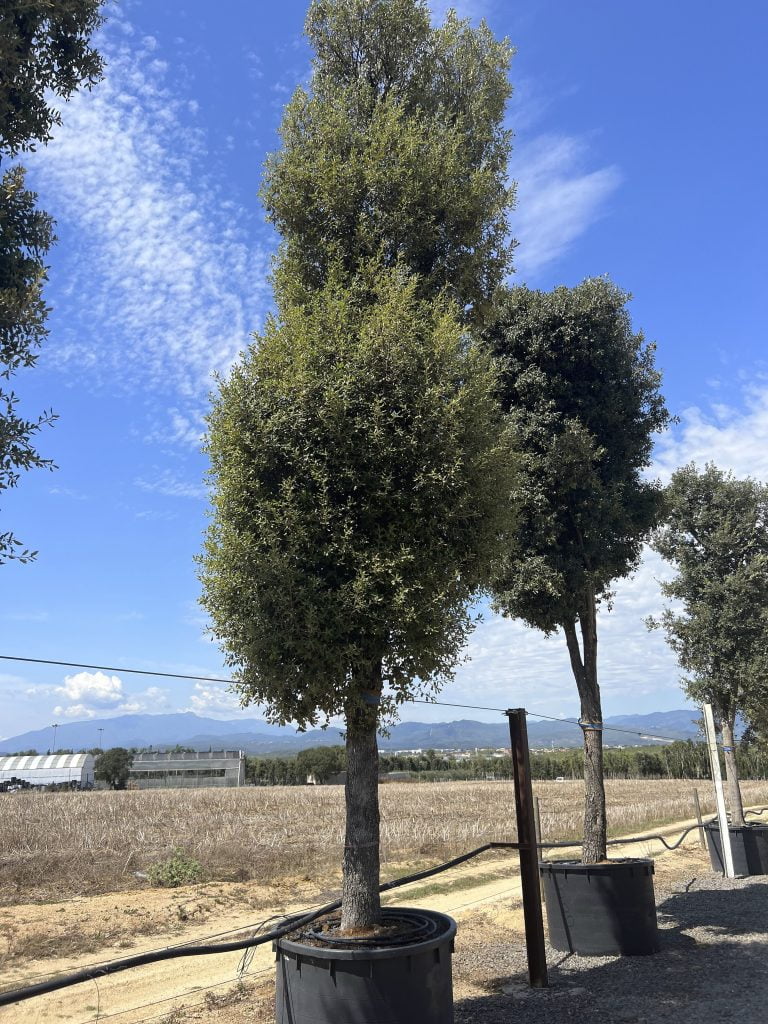 Buy Trees In Rootball Spain Ifplants