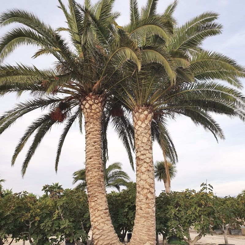 Phoenix Roots Tree Purchase Palm trees Phoenix Spain - Wholesaler | ifplants