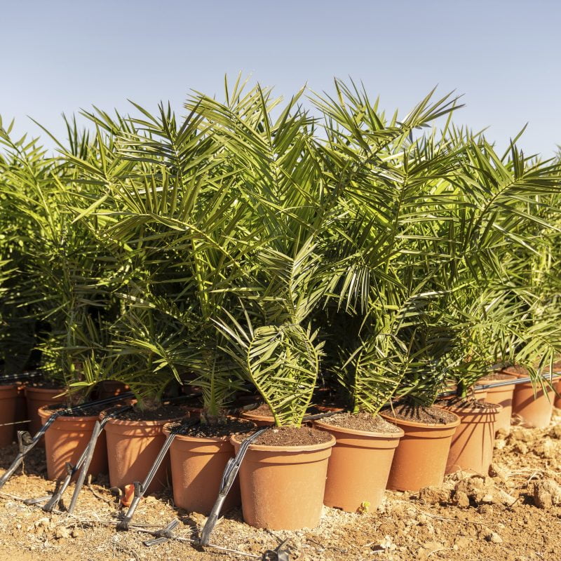 Phoenix Roots Tree Purchase Palm trees Phoenix Spain - Wholesaler | ifplants