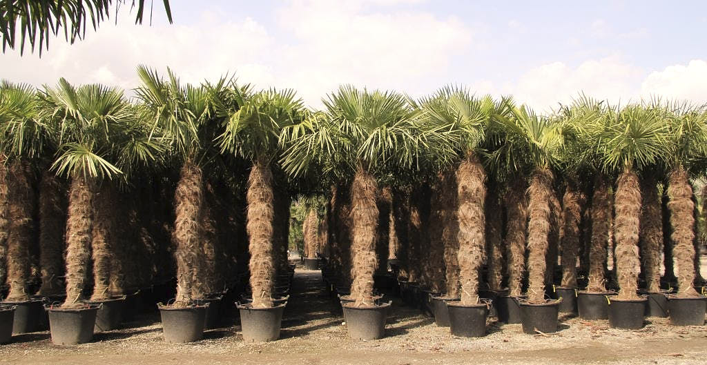 Achat Palmiers Espagne Grossiste Importation IF Plants Achat Palmiers Espagne Grossiste Importation IF Plants