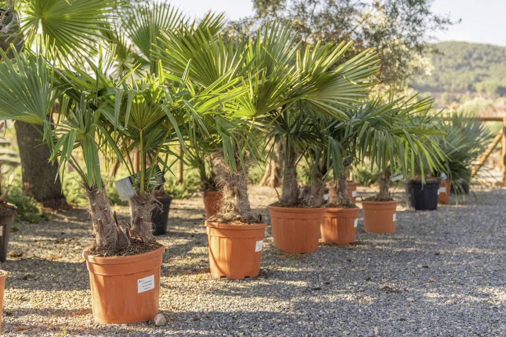 Achat Palmiers Espagne Grossiste Importation IF Plants Achat Palmiers Espagne Grossiste Importation IF Plants