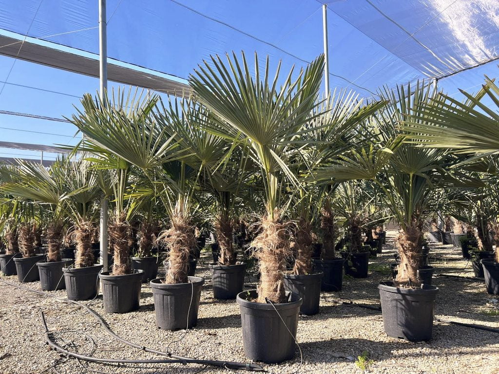 Achat Palmiers Espagne Grossiste Importation IF Plants Achat Palmiers Espagne Grossiste Importation IF Plants