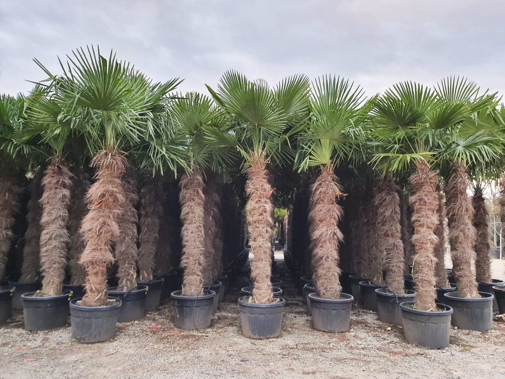 Achat Palmiers Espagne Grossiste Importation IF Plants Achat Palmiers Espagne Grossiste Importation IF Plants