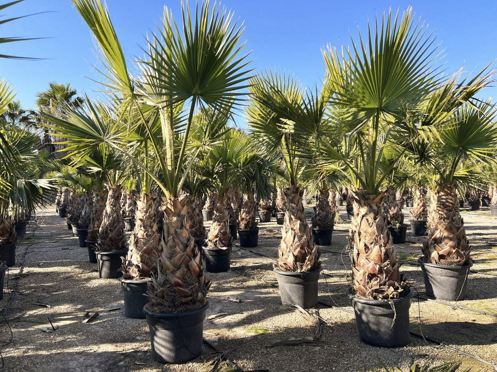 Achat Palmiers Espagne Grossiste Importation IF Plants Achat Palmiers Espagne Grossiste Importation IF Plants