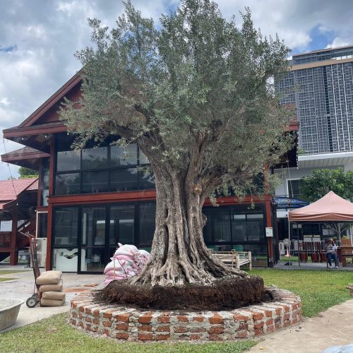 Olive tree in Bangkok Thailand